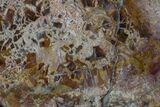 Brecciated Petrified Wood (Araucaria) Round - Madagascar #170434-1